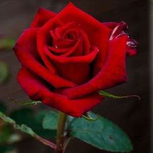 Meet your Posher, Red